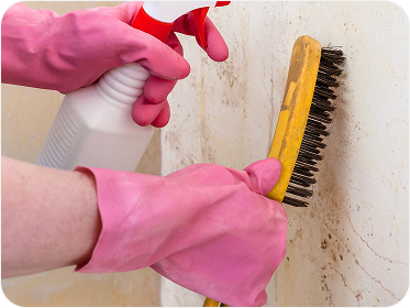 Mould Removal Services