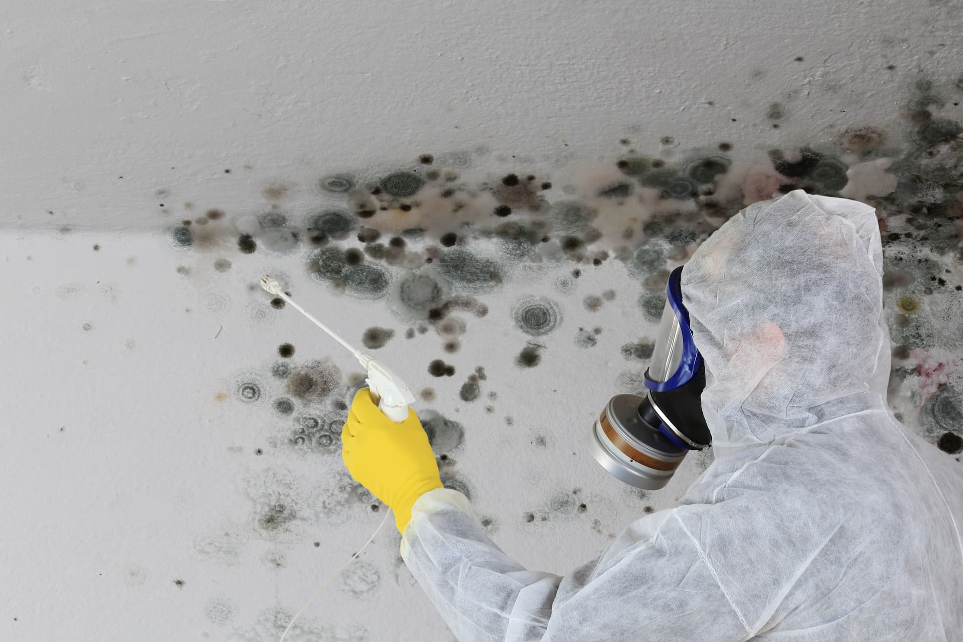 Mould Inspection & Mould Testing Services