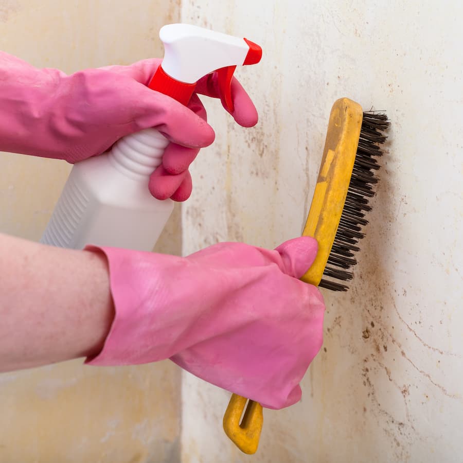 Mould Removal Services